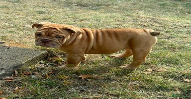 English Bulldog dogs - Advert 9
