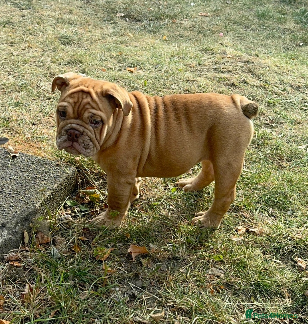 English Bulldog dogs for sale: beautiful DWKC pups for sale  - Image 3