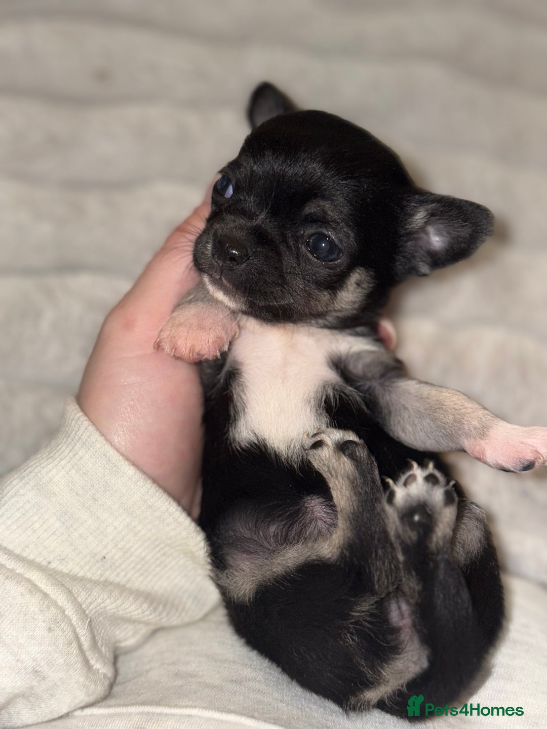 Chihuahua dogs for sale: Chihuahua Puppies - Advert 3