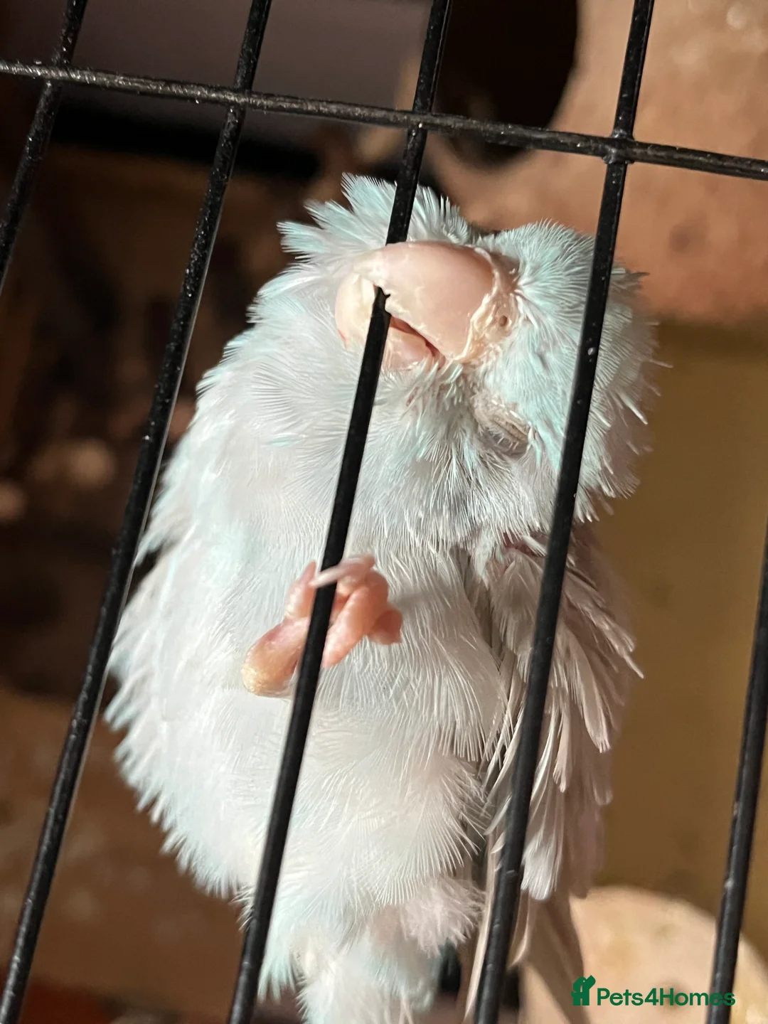 Parrots birds for sale: Disabled parrotlet with huge personality - Advert 2