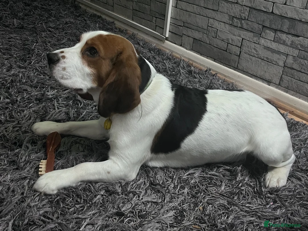 Bocker dogs for sale: Loving dog needing a new home❤️ - Advert 1
