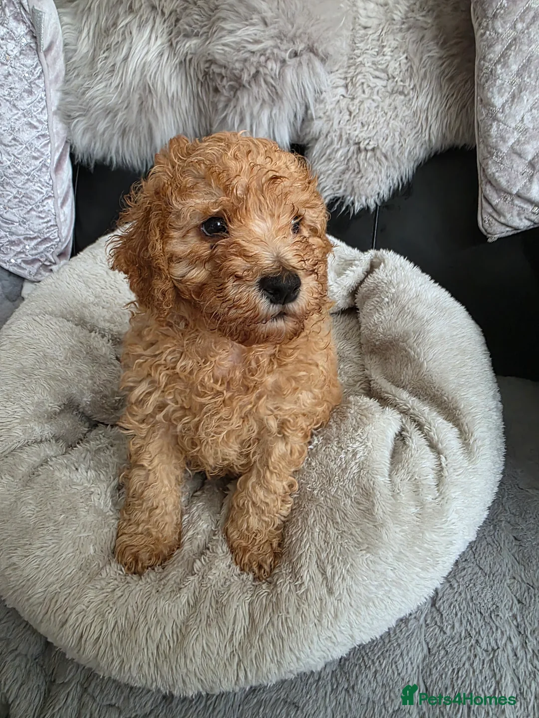 Cockapoo dogs for sale: Cream Cockapoo puppies - Advert 6