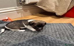 Jack Russell dogs for sale: Beautiful Stocky Short Terriers - Image 10