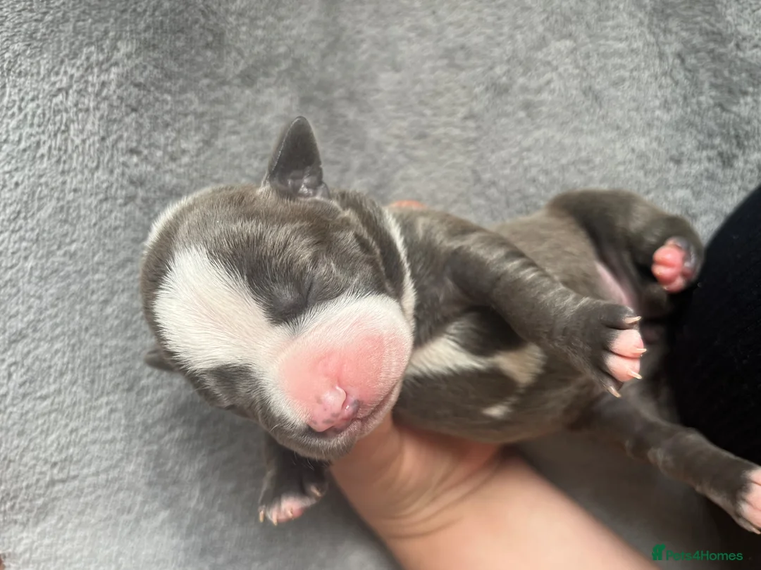 American Bull Staffy dogs for sale: Staffy pups - Advert 2