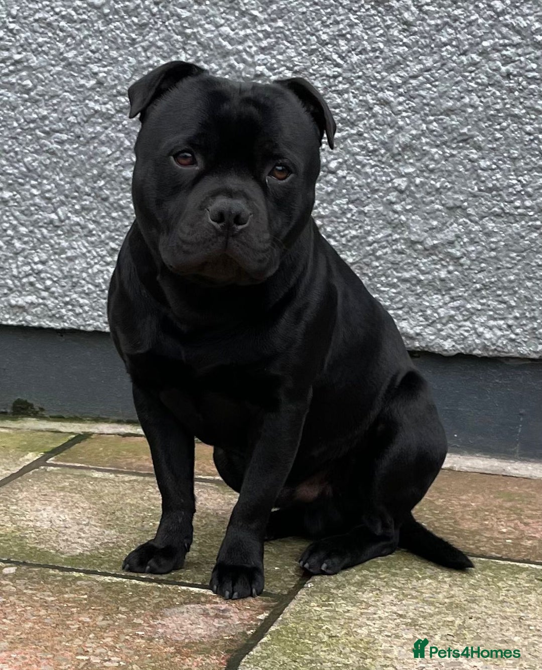 Staffordshire Bull Terrier dogs for sale: Stunning litter of black kc staffordshire bull's   - Advert 11