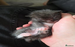 Mixed Breed cats for sale: Kittens for sale  - Image 2
