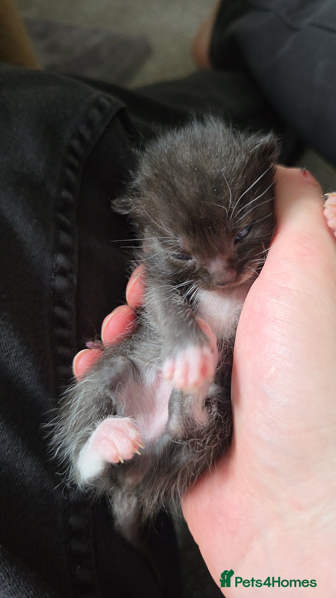 Mixed Breed cats for sale: Kittens for sale  - Image 2