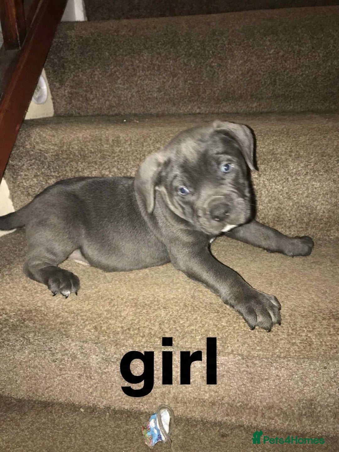 Mixed Breed dogs for sale: American Bully/ Cane Corso Pups  - Advert 8
