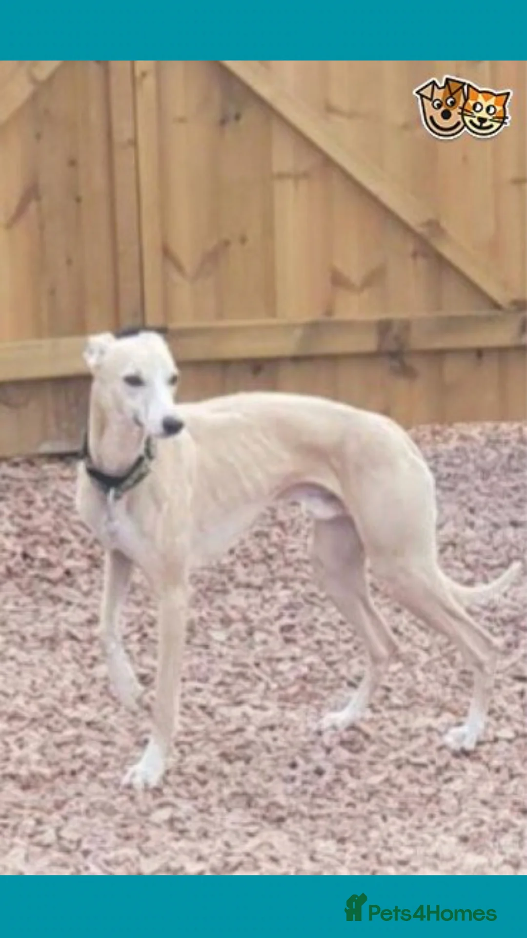 Whippet dogs for stud: Fantastic KC Reg Whippet Stud available in Worcester - Advert 3