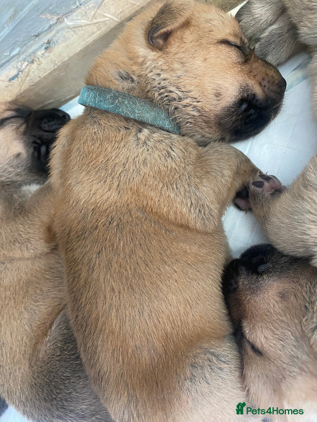 Mixed Breed dogs for sale: Bullmastiff Shepherd Hybrid  - Image 2