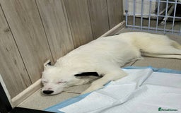 Mixed Breed dogs for adoption: 💖🐶 ATHENA 🐶💖 - Image 4