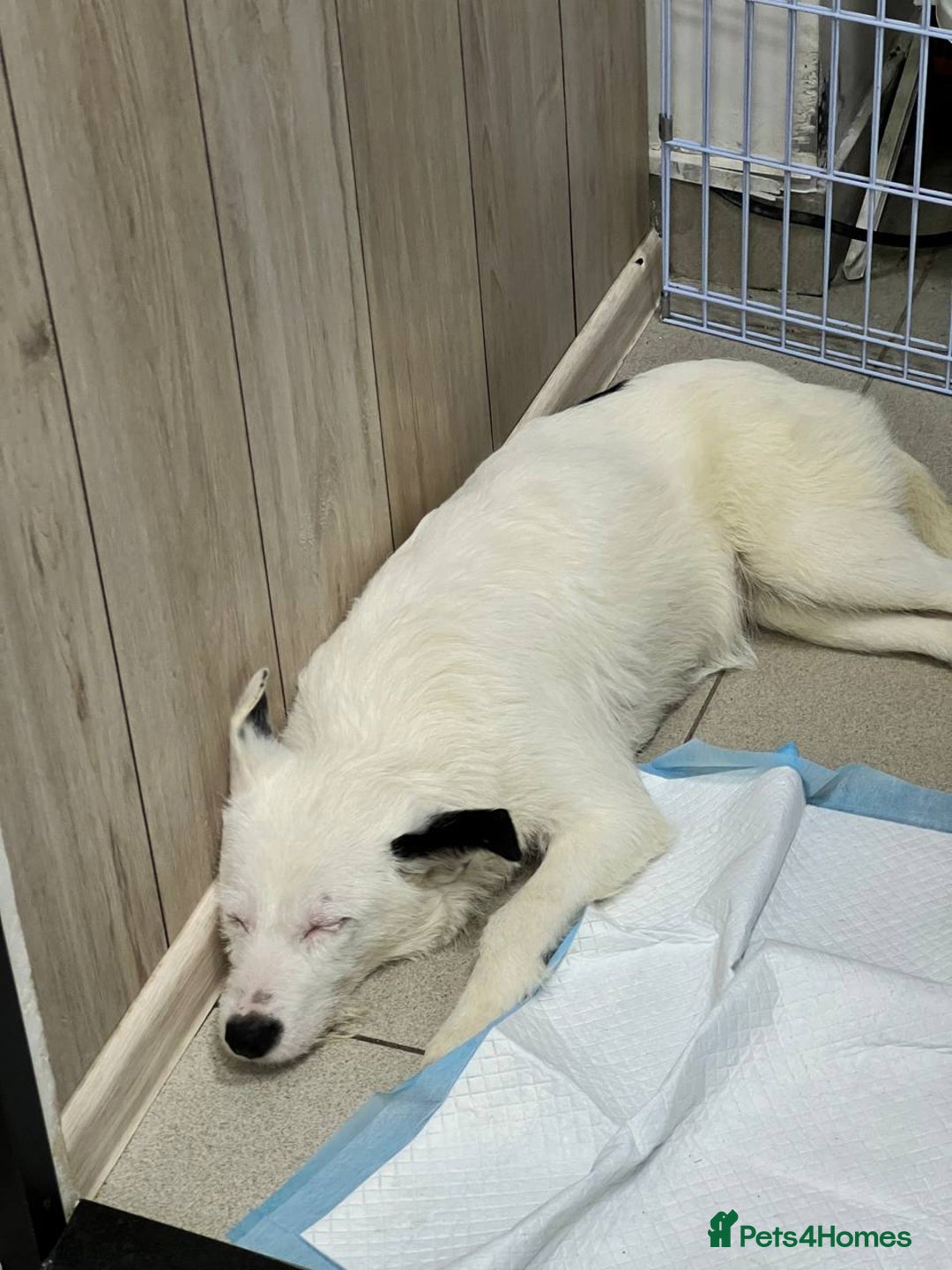 Mixed Breed dogs for adoption: 💖🐶 ATHENA 🐶💖 - Image 4
