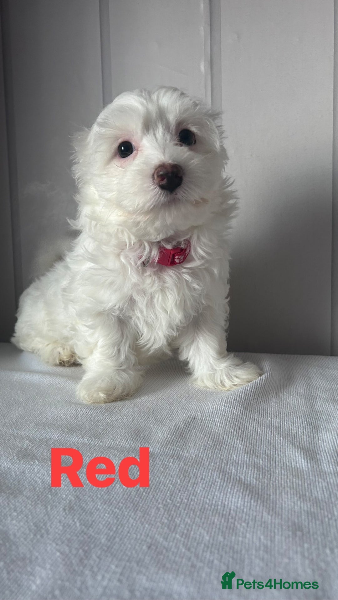 Maltese dogs for sale: Adorable Maltese Puppies for Sale  - Advert 7