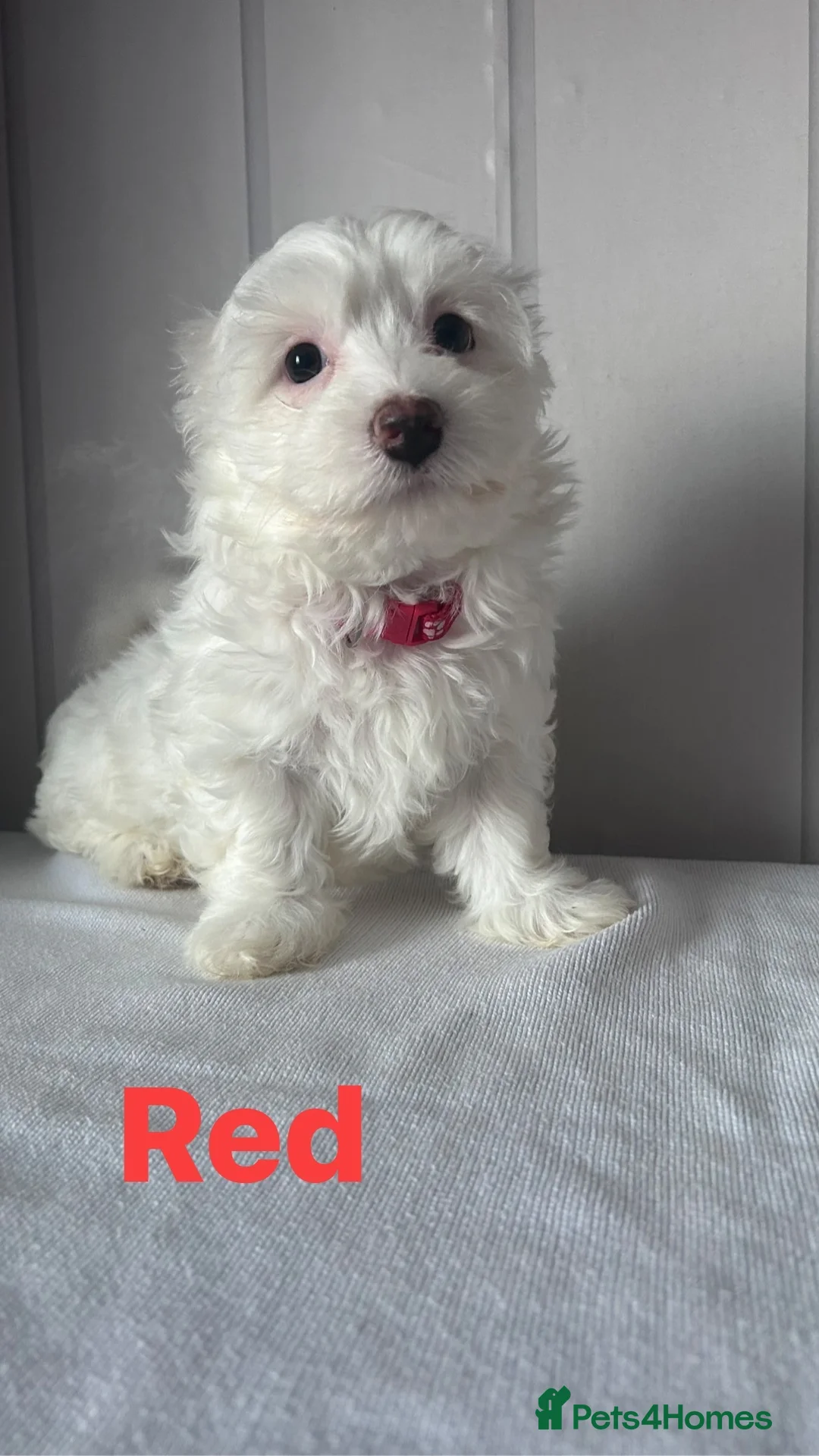 Maltese dogs for sale: Adorable Maltese Puppies for Sale  - Advert 6