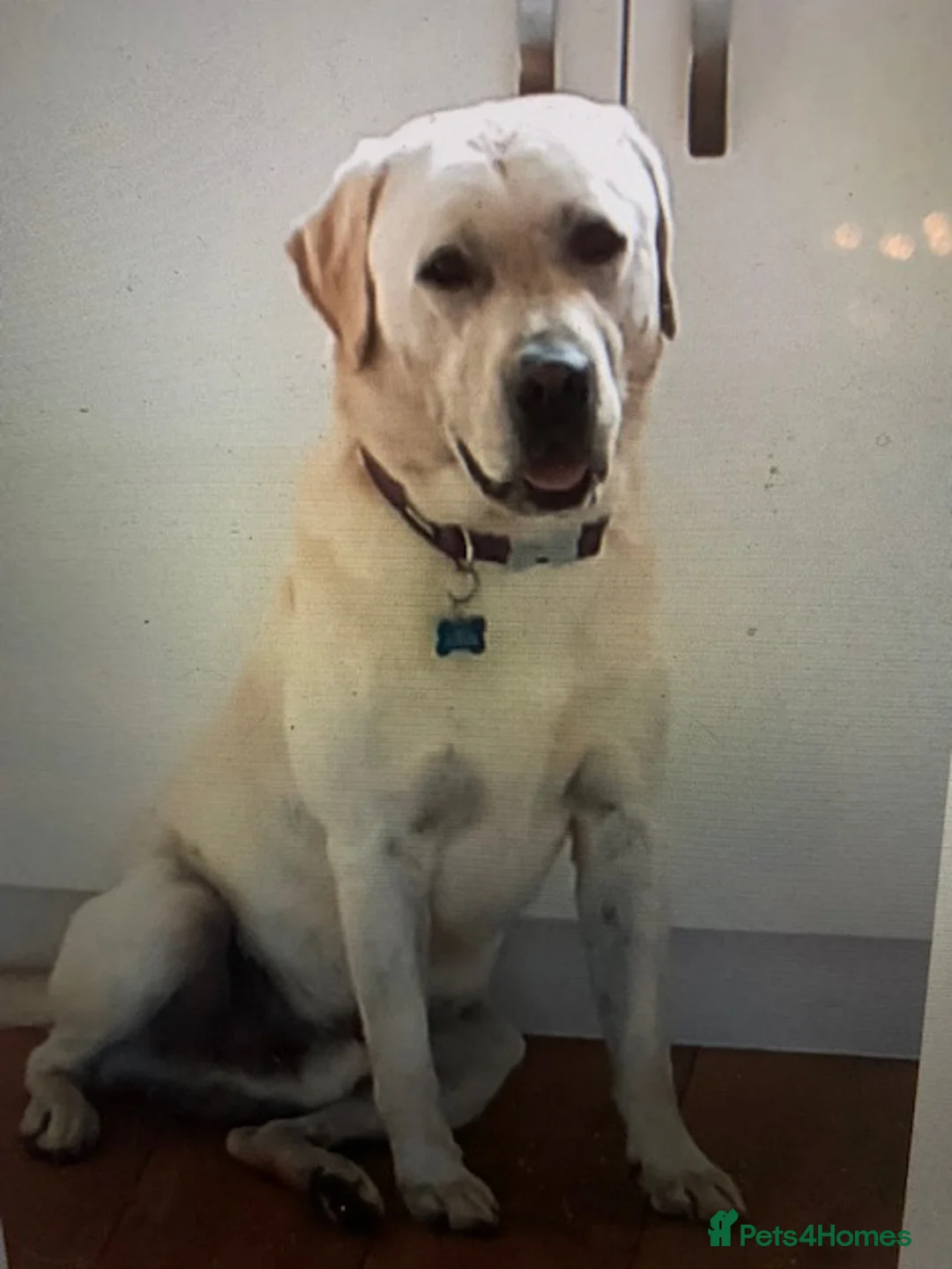 Labrador Retriever dogs for sale: kc registered labradors - Advert 4