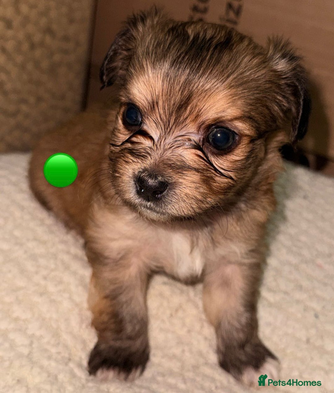 Mixed Breed dogs for sale: Five healthy puppies looking for a living home!  - Advert 6