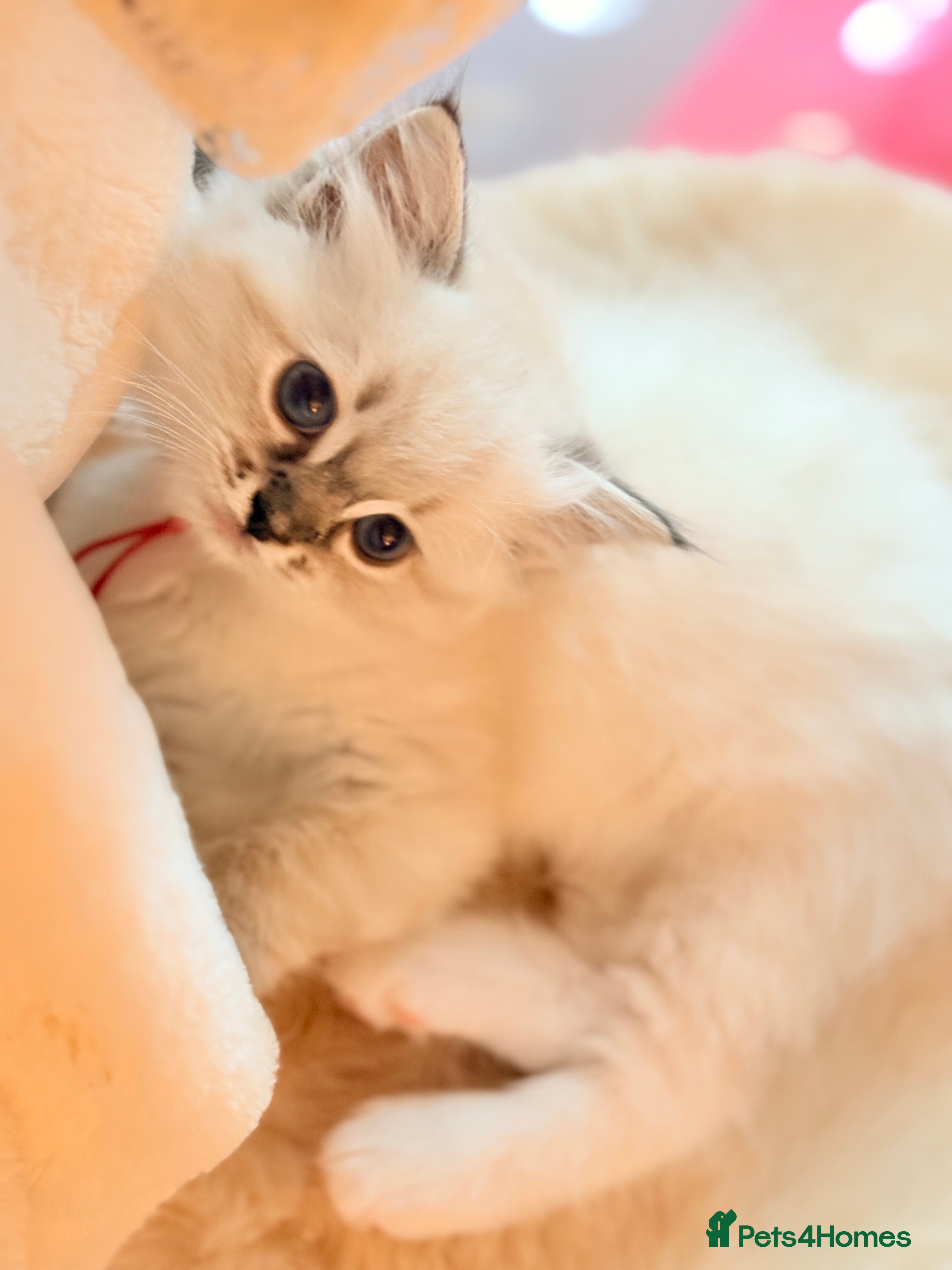 Ragdoll cats Pedigree show quality kitten Ragdolls 💝 - Advert 2