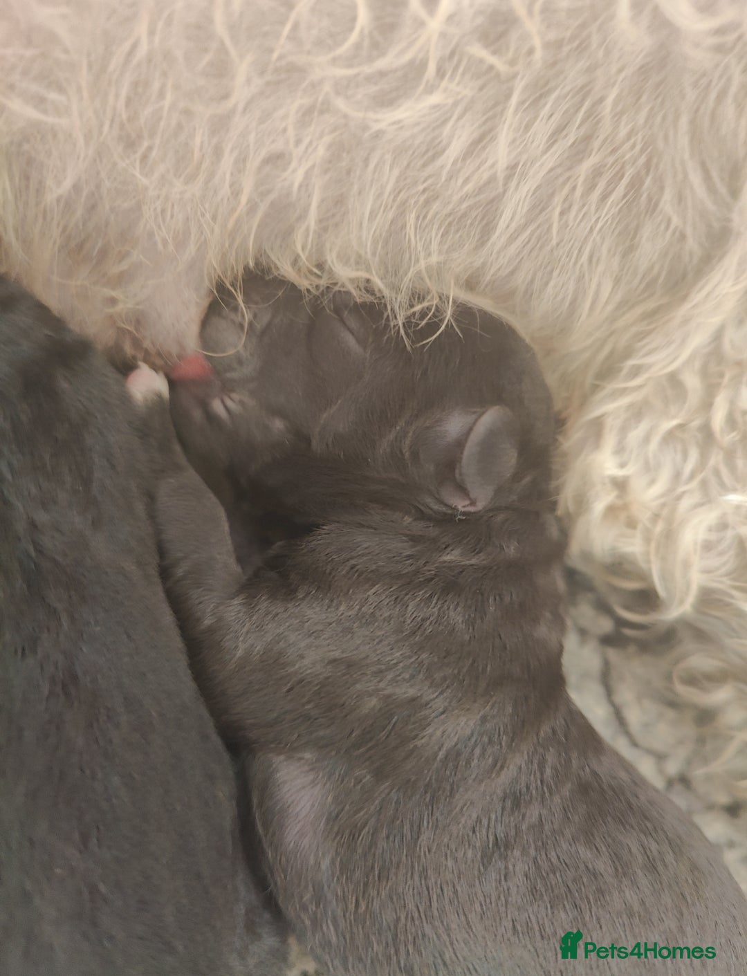 Bedlington Terrier dogs for sale: Champion Sired KC Reg Bedlington Terrier Puppies  - Advert 25