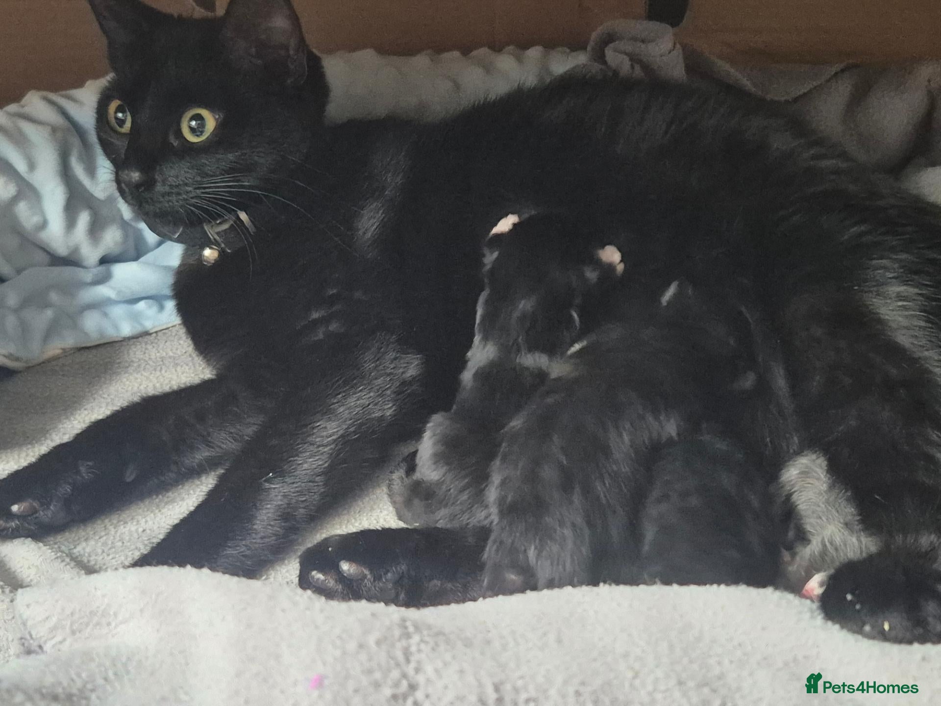 Mixed Breed cats 🐾 Two Kittens Looking for Their Forever Homes! 🐾 - Advert 1