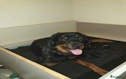 Rottweiler dogs for sale: Chunky big boned rottweilers  - Image 5