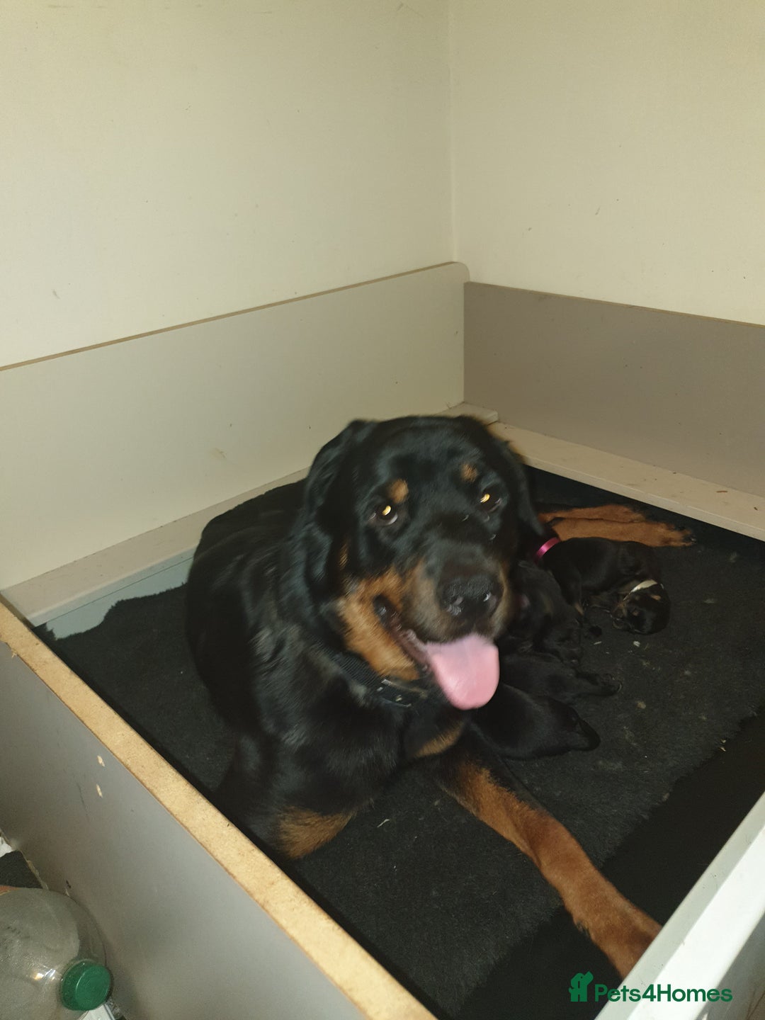 Rottweiler dogs for sale: Chunky big boned rottweilers  - Image 5