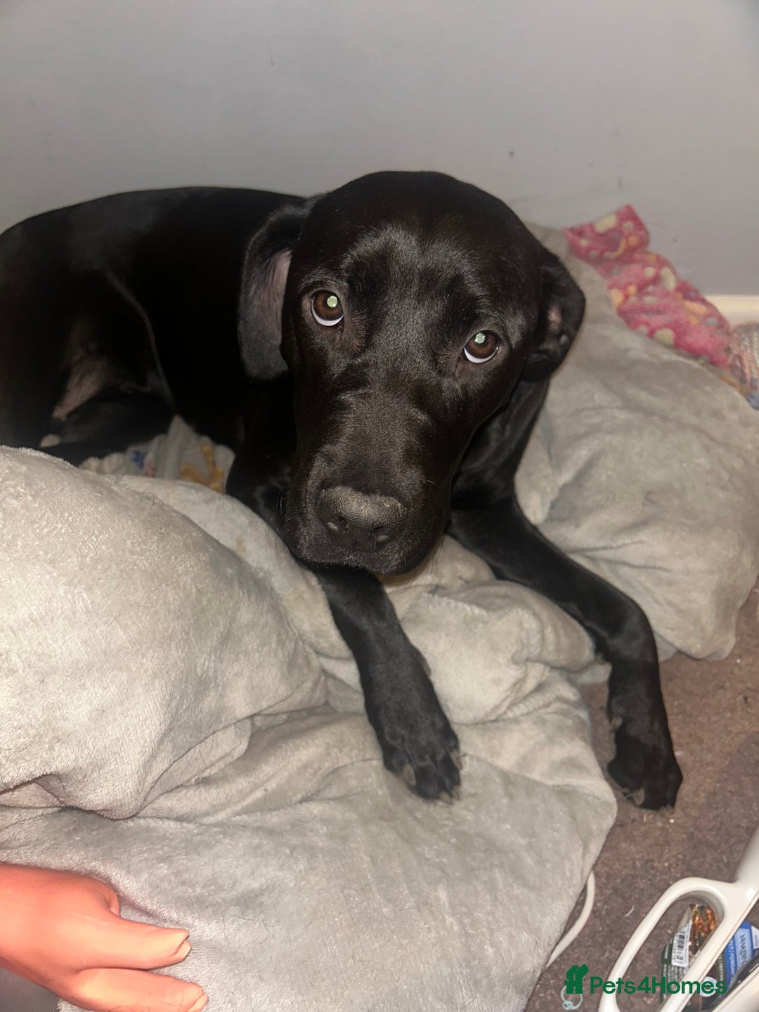 Mixed Breed dogs for sale: Cane corso x Labrador  - Advert 4