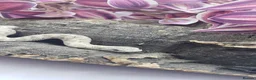 Snake reptiles for sale: Baby Western Hognoses mixed sex and morphs £100ea - Advert 5