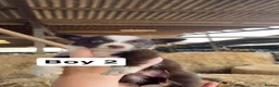 Border Collie dogs for sale: 10 working brown and white border collie pups - Advert 7