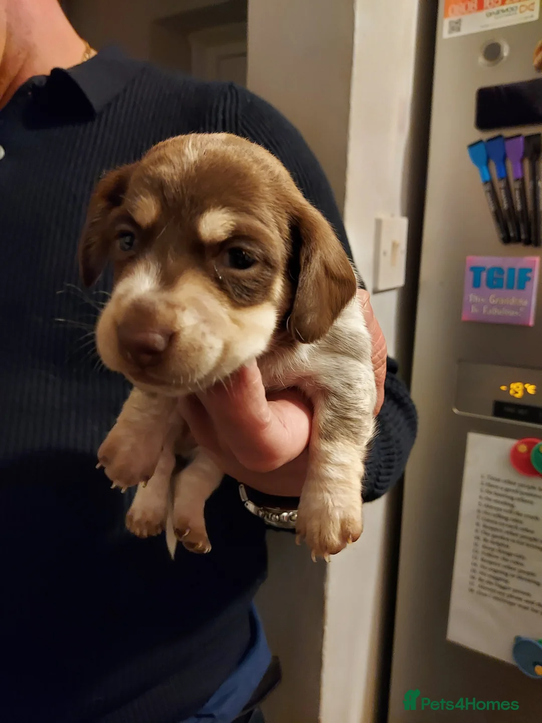 Miniature Dachshund dogs for sale: Miniature Dachshund Puppies - Advert 3