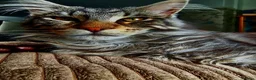 Maine Coon cats for stud: Niklouse  in Mold - Advert 4