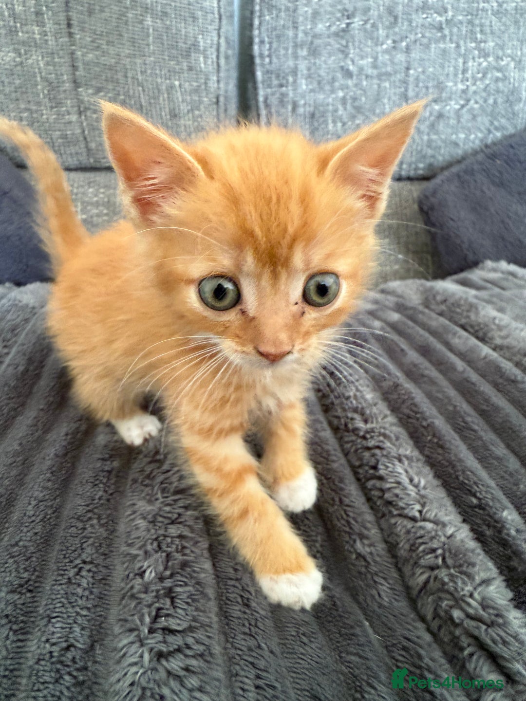 Mixed Breed cats for sale: Kittens  - Image 3