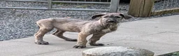 Irish Wolfhound dogs for sale: Irish Wolfhound puppies  - Advert 22