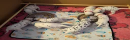 Dalmatian dogs for sale: Dalmatian puppies  - Advert 2