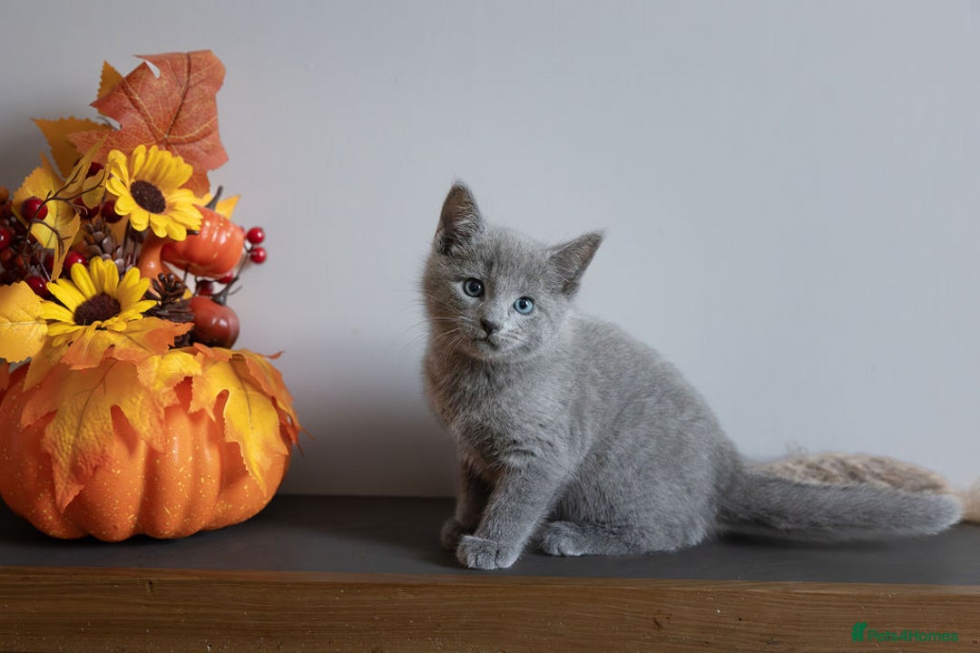 Russian Blue cats for sale: Pure Russian Blue Kittens Available  - Image 10
