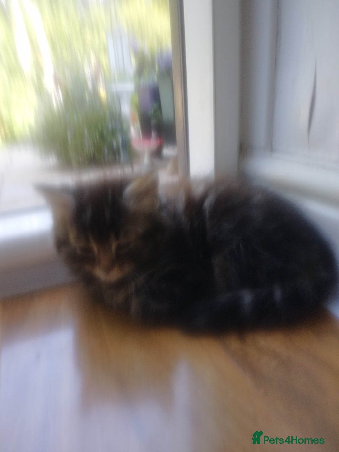 Mixed Breed cats for sale: Scottish fold cross kitten - Image 6