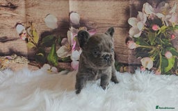 French Bulldog dogs for sale: Welcome to the Fluffy Crew 🥰 - Advert 13