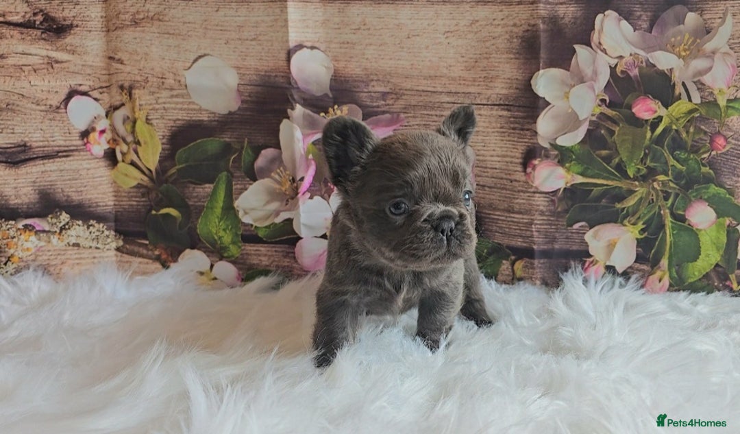 French Bulldog dogs for sale: Welcome to the Fluffy Crew 🥰 - Advert 13