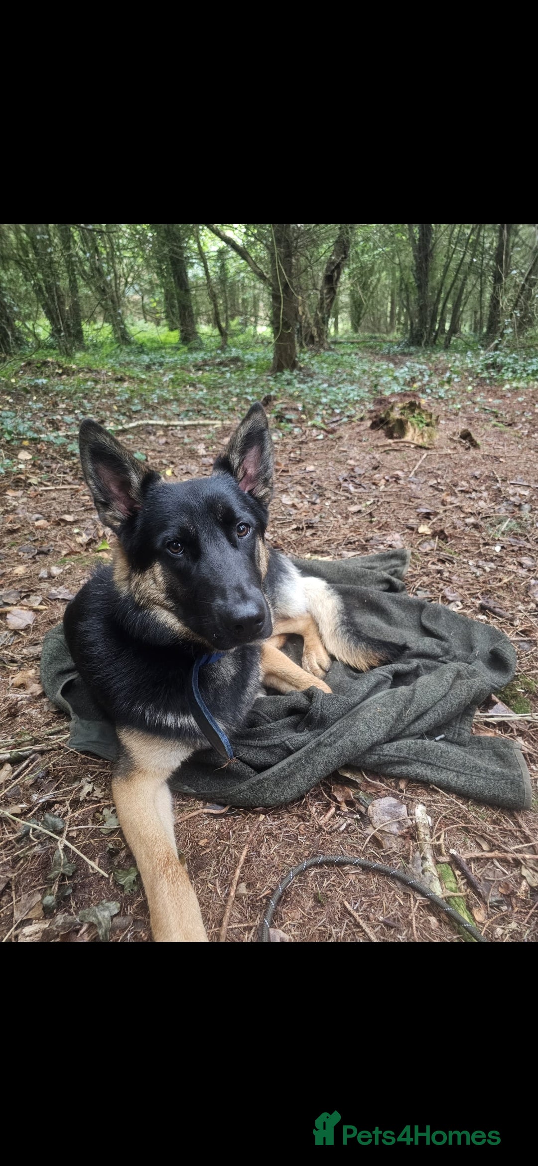Belgian Shepherd Dog dogs for sale: Belgium shepard male for sale - Advert 4