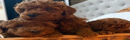 Toy Poodle dogs for sale: Stunning Deep Red Toy poodle puppies  - Advert 7