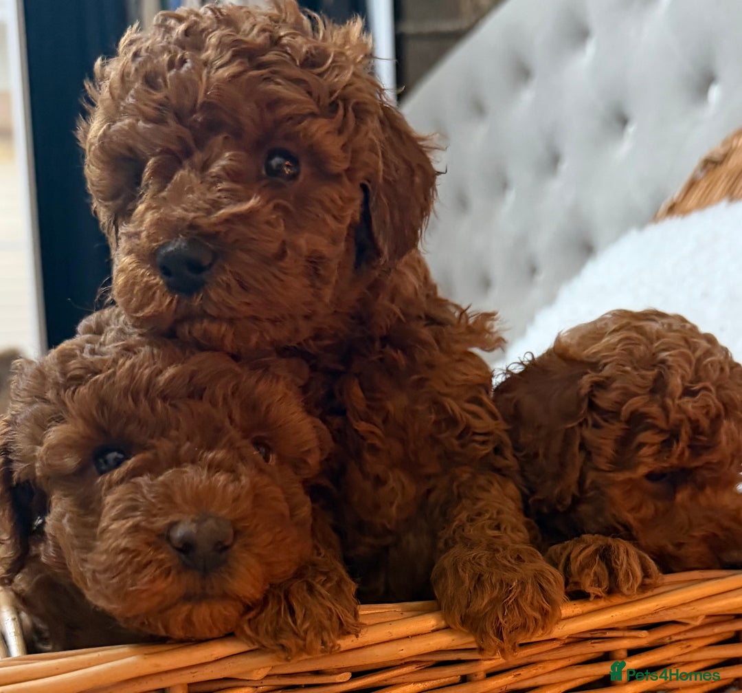 Toy Poodle dogs for sale: Stunning Deep Red Toy poodle puppies  - Advert 7