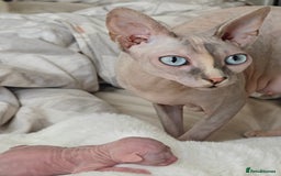 Sphynx cats for sale: Pedigree Sphynx Kitten in Bedford - Image 7