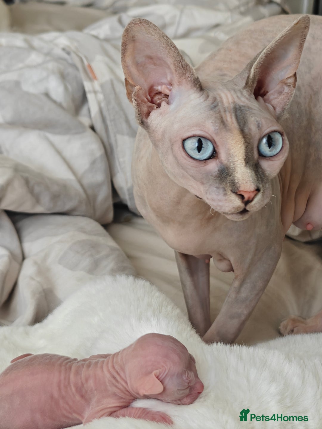 Sphynx cats for sale: Pedigree Sphynx Kitten in Bedford - Image 7
