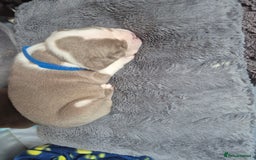 English Bulldog dogs for sale: Bulldog puppies - Image 19