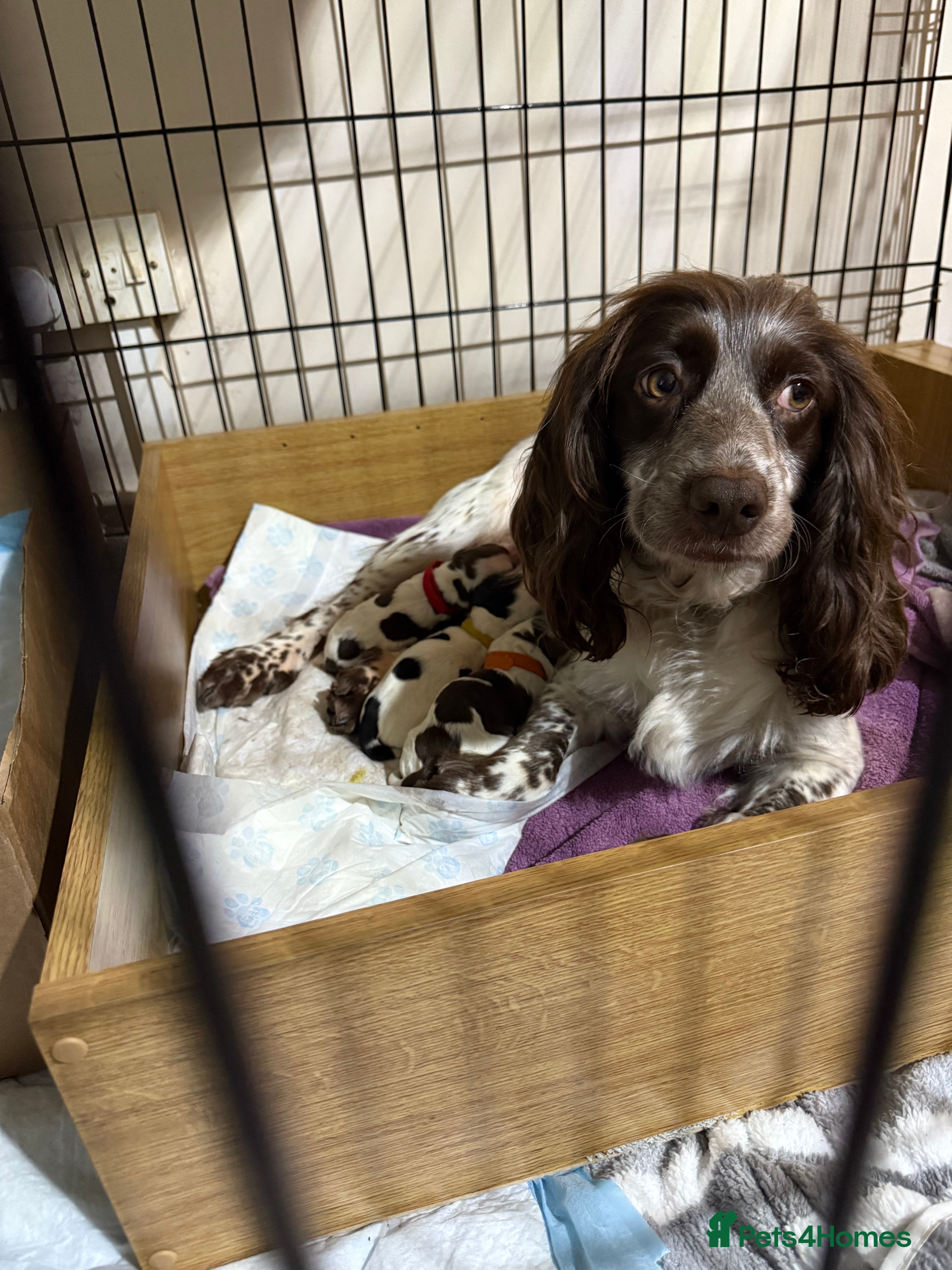 Sprocker dogs Sprocker puppies  - Advert 1