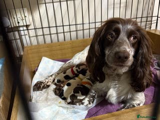 Sprocker dogs Sprocker puppies - Advert 5