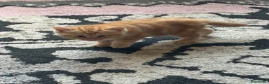 Ragdoll Kitten 3