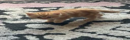 Ragdoll cats for sale: ****Ragdoll cross babies **** - Advert 4