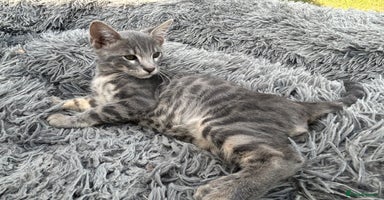 Bengal cats - Advert 6