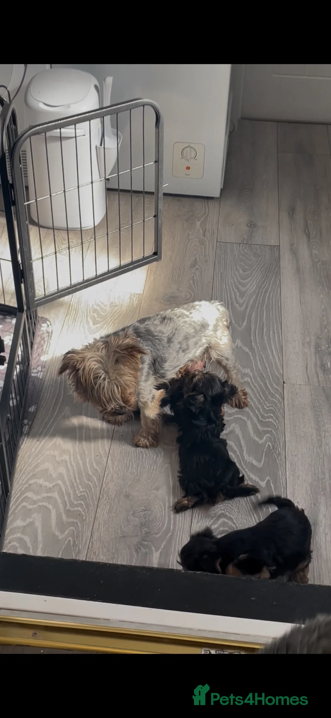 Yorkshire Terrier dogs for sale: KC REG FEMALE YORKSHIRE TERRIER PUPS, ready soon  - Advert 8