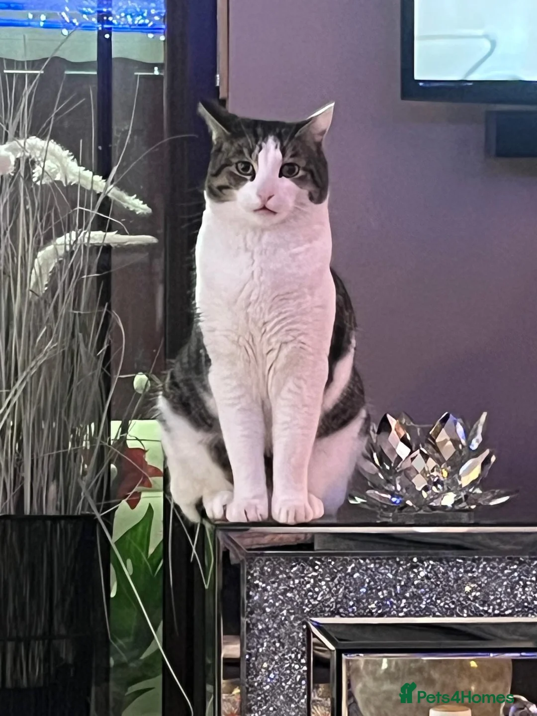 Mixed Breed cats for sale: BISCUIT  - Advert 2